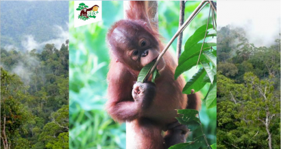Selamatkan Orangutan Sekaligus Lestarikan Hutan