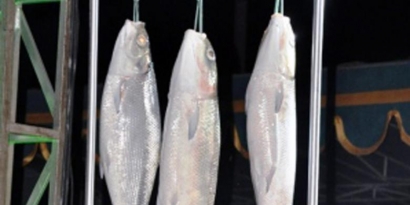 Menyambut Lebaran dengan Kontes Ikan Bandeng