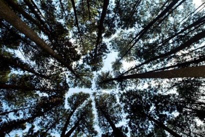 Yuk Foto Selfi di Hutan Pinus Mangunan
