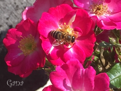 Lestarikan Lebah dengan Menanam Mawar