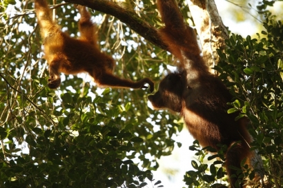 Orangutan Kalimantan Masuk dalam Daftar Sangat Terancam Punah IUCN 2016