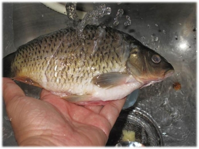 Ikan Mas Organik Segar dan Beku, Cita Rasa Ikan Kerapu