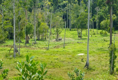 Giam Siak Kecil-Bukit Batu, Hutan Rawa Gambut Riau yang Jadi Cagar Biosfer UNESCO