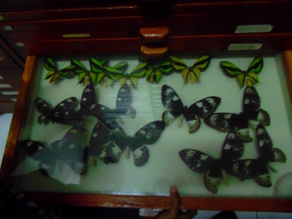 Laboratorium Henk van Mastrigt, Rumah Kupu-kupu Terbesar di Dunia