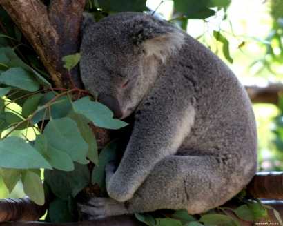 Semua Pasti Pernah Merasakan "Masa Koala" dalam Hidupnya