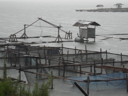 Mengurangi Kerugian 12 Miliar dari Pencemaran Danau Maninjau