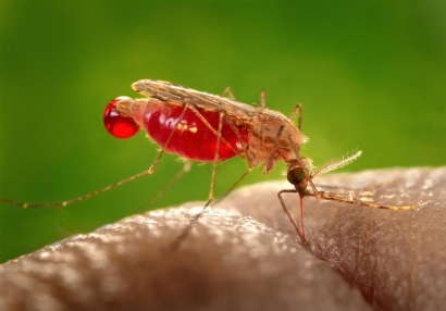Jangan Sampai Telat Mendiagnosis Penyakit Malaria