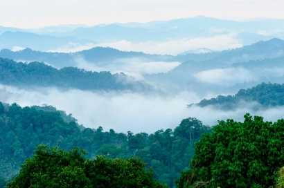 Mengenal Bonn Challenge, Upaya Restorasi Deforestasi Global