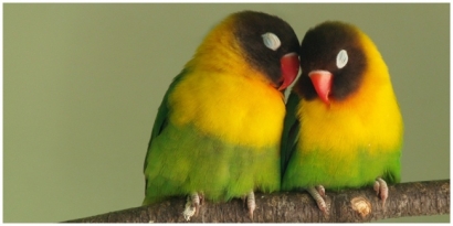 [RoseRTC] Kisah Sepasang Love Bird
