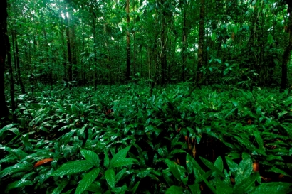 Ini Tipe Vegetasi Hutan, Tumbuhan dan Satwa Endemik yang Ada di Taman Nasional Gunung Palung