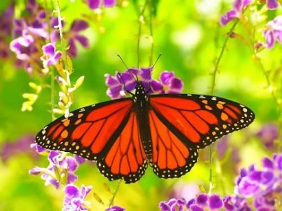 The Butterfly Effect, Kepakan Sayap Kupu-kupu yang Mengubah Hidupmu