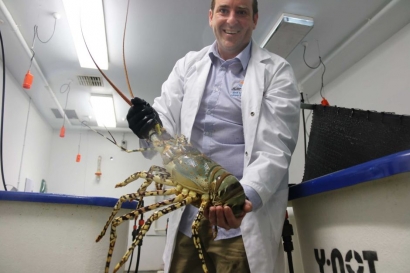 Terobosan Baru Teknologi Budidaya Lobster Batu