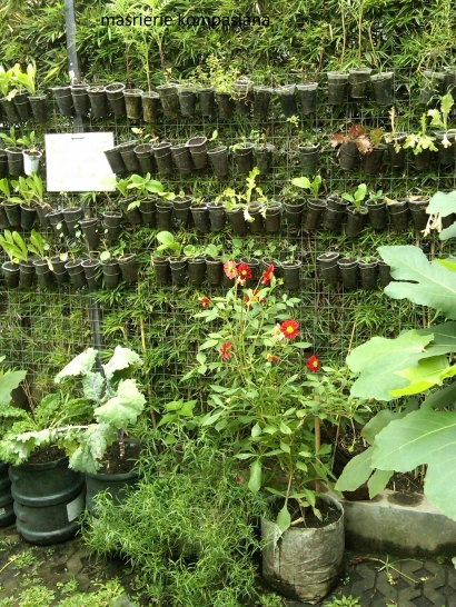 Cuci Mata dan Belajar Sehat di Kebun Sayuran Organik Bandung