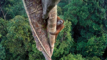 Potret Orangutan Indonesia Bawa Fotografer Natgeo Raih Penghargaan