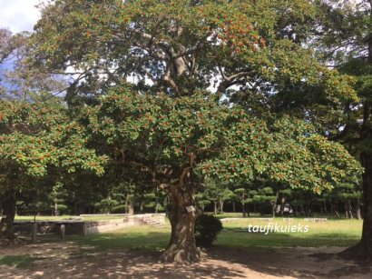 Pohon yang Selamat dari Bom Atom di Hiroshima Castle