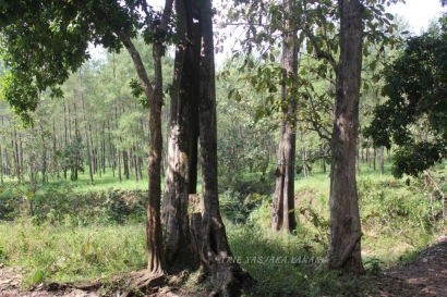 Pohon Jati Alas Donoloyo yang Tumbuh Berabad-abad
