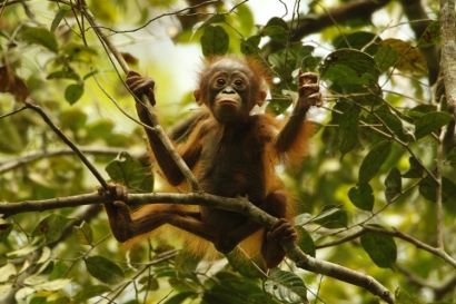 Orangutan Sangat Terancam Punah, Apa yang Harus Dilakukan?