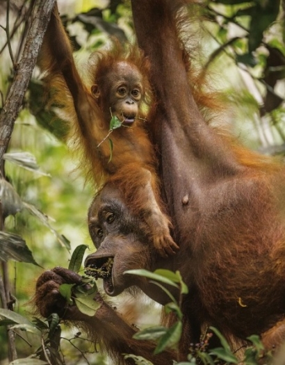 Mengenal dan Belajar Kehidupan Pribadi Orangutan