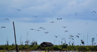 Menengok Migrasi Burung-burung Pengembara di Ketapang