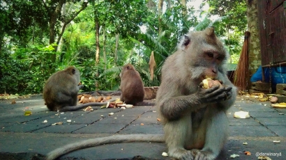 Mengenal Kawanan Kera Monkey Forest Lebih Dekat