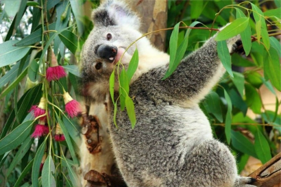 Pohon Eukaliptus Kegemaran Koala Ini Ternyata Banyak Manfaatnya, Lho!