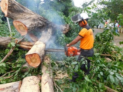 Angin Kencang Tumbangkan Pohon di Sudut Kota Makassar
