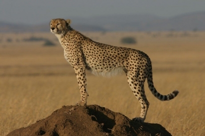 Lonceng Kepunahan Cheetah