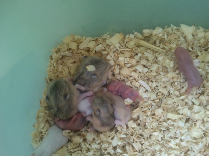 Cara Merawat Baby Hamster