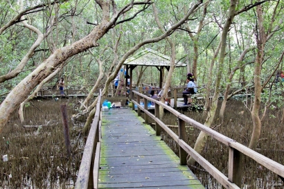 Menyusuri Hutan Mangrove di Pantai Mor