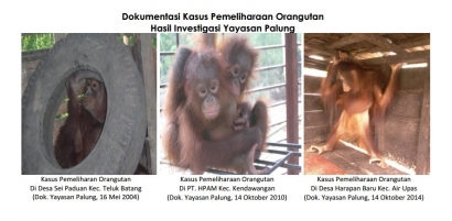 Ini Hasil Investigasi dan Penyelamatan Orangutan Dua Belas Tahun Terakhir di Tanah Kayong
