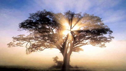 Pohon Surga