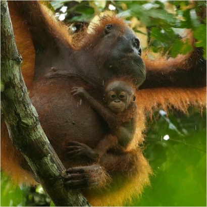 Peranan Penting Orangutan dan Hutan Bagi Kehidupan, Ini Alasannya