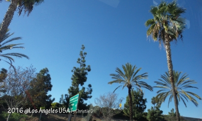 [Los Angeles] 'Sayap Malaikat' Itu Menaungi Berjenis-jenis Pohon Kelapa