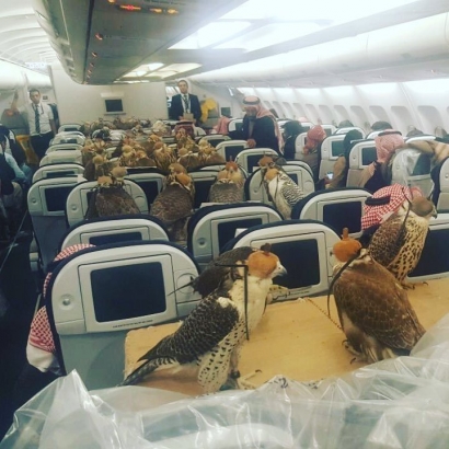 80 Ekor Elang Masuk Pesawat Qatar
