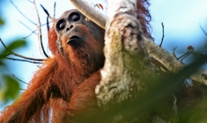 Apa Penyebab Orangutan dan Satwa Lainnya Sangat Terancam di Habitat?