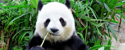 Rahasia di Balik Keunikan Pola Warna Panda