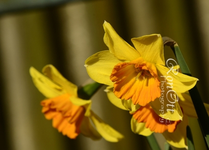 Narcissus yang (Kena) 'Narsis'