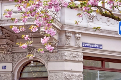 Ada Sakura Mekar di Kota Tua Bonn, Jerman