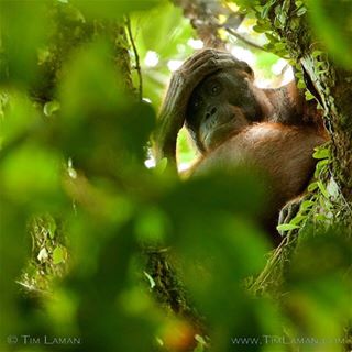  Ternyata 75-78 % Populasi Orangutan Berada di Luar Kawasan Lindung