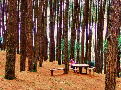 Hutan Pinus Pengger Yogyakarta, Sang "Pencuri" Perhatian