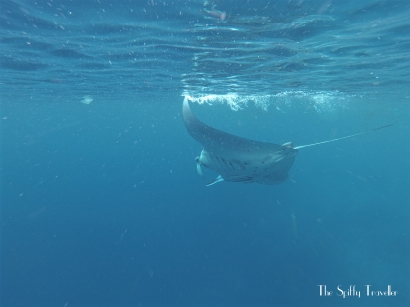Pengalaman Snorkeling dengan Pari Manta di Raja Ampat