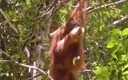 Ini Fakta Unik Orangutan di Gunung Palung