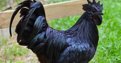 Ayam Cemani, Benarkah Memiliki Kekuatan Magis?