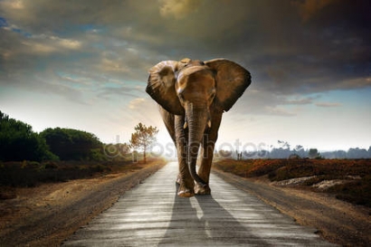 Heboh Tentang Gajah, Sejarah ataukah Dongeng?