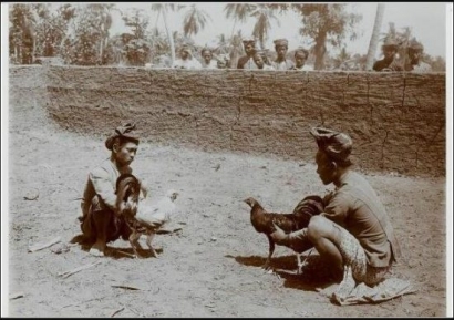  Sejarah Tradisi Sabung Ayam di Pulau Jawa