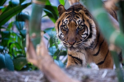 Kemiri, Harimau Sumatera Tertua di Australia Kini Telah Tiada