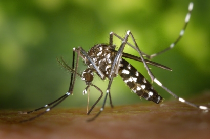 Sebuah Ujaran Kebencian Terhadap: Nyamuk!