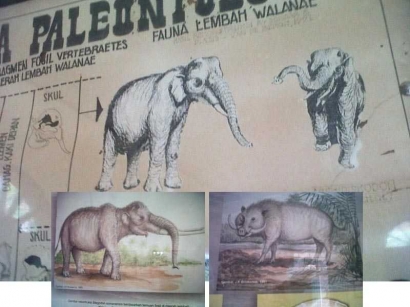 Ternyata Ada Gajah Kerdil Endemik Sulawesi di Soppeng