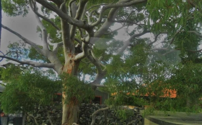 Ada Pohon Hantu di Australia