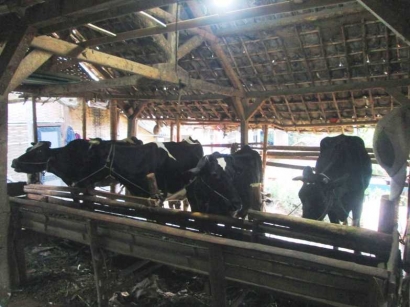 Menikmati Susu Segar Usai Pemerahan di Dusun Brau dan Potensi di Dalamnya